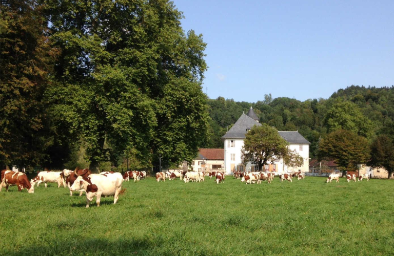 En pleine nature, bord par les prs et la fort