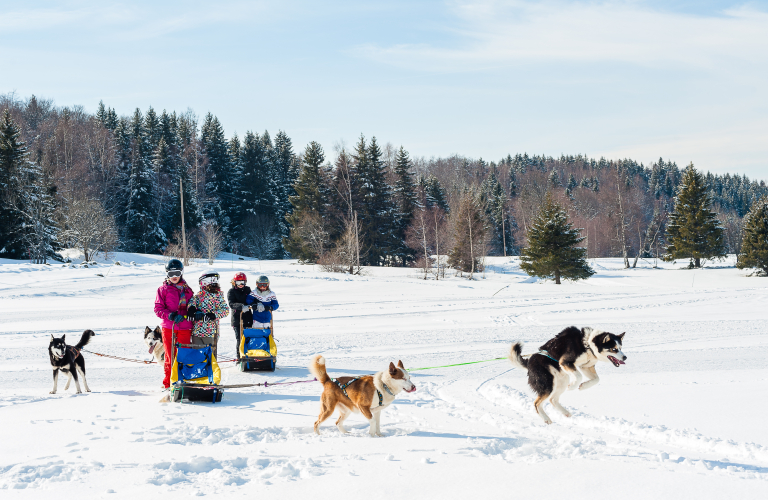 Chiens de traneaux Alpe du Grand Serre