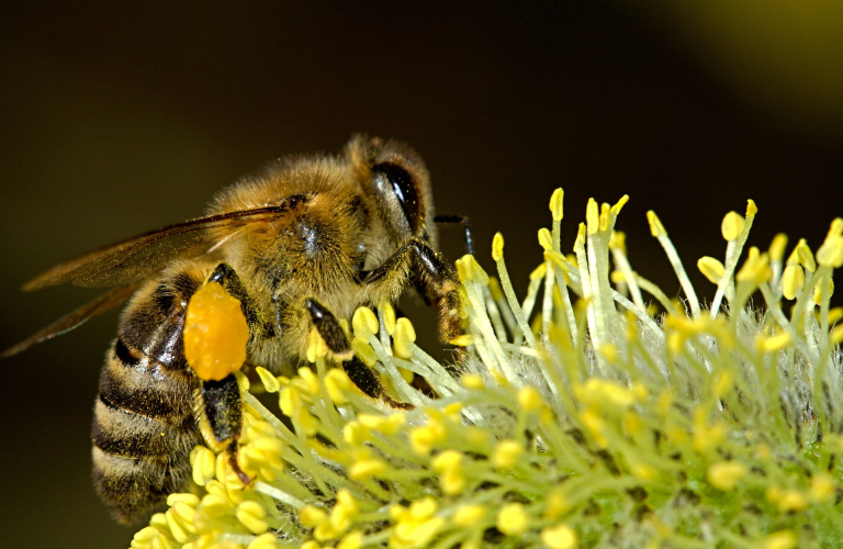 Conférence sur les abeilles sauvages